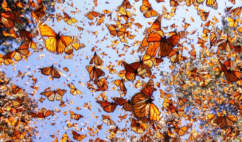 The Phenomenon of Butterfly Migration