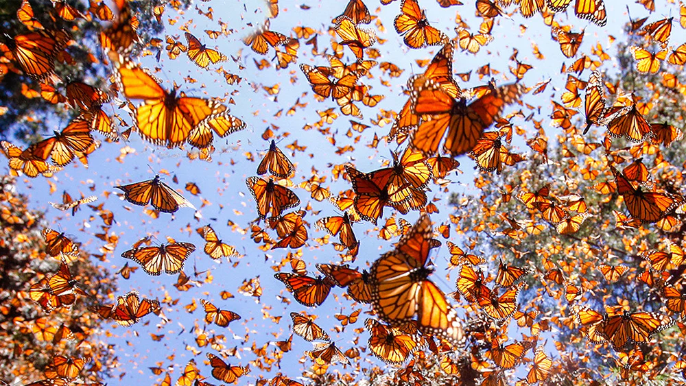 The Phenomenon of Butterfly Migration