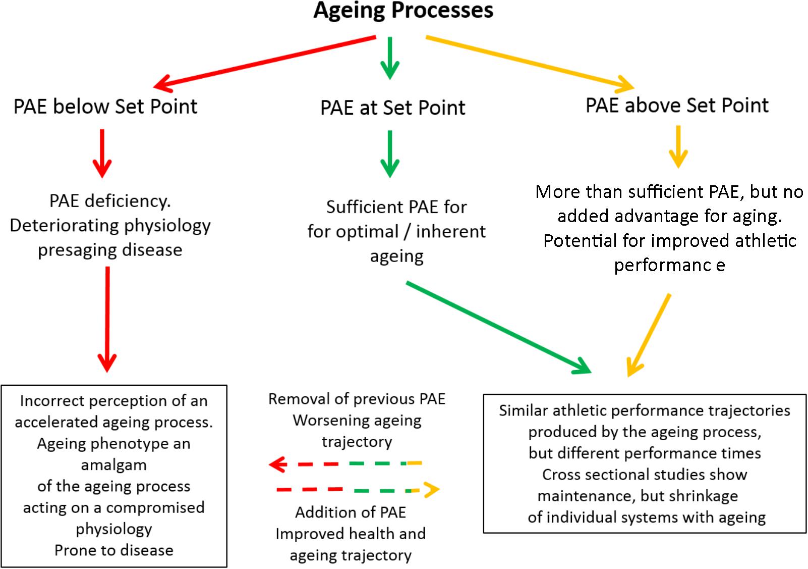 understanding the aging process